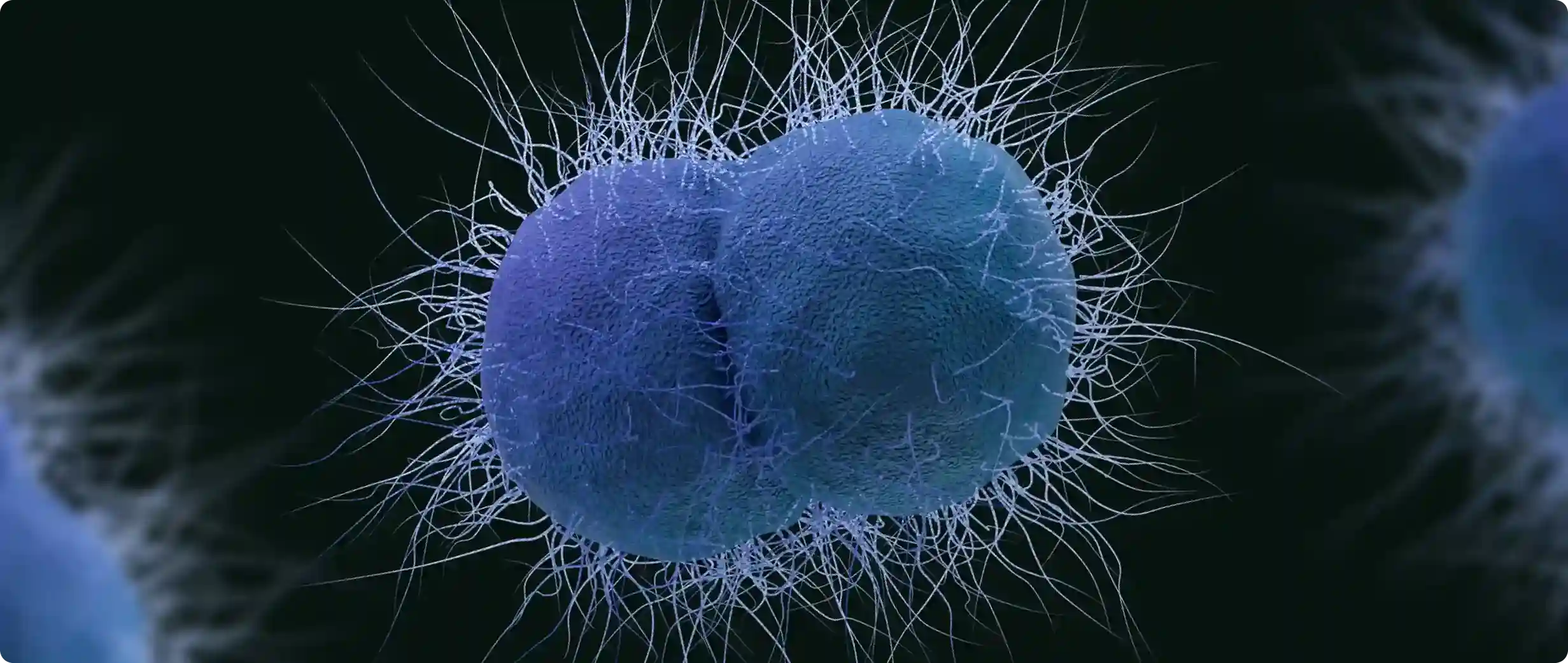 Информация о Neisseria gonorrhoeae