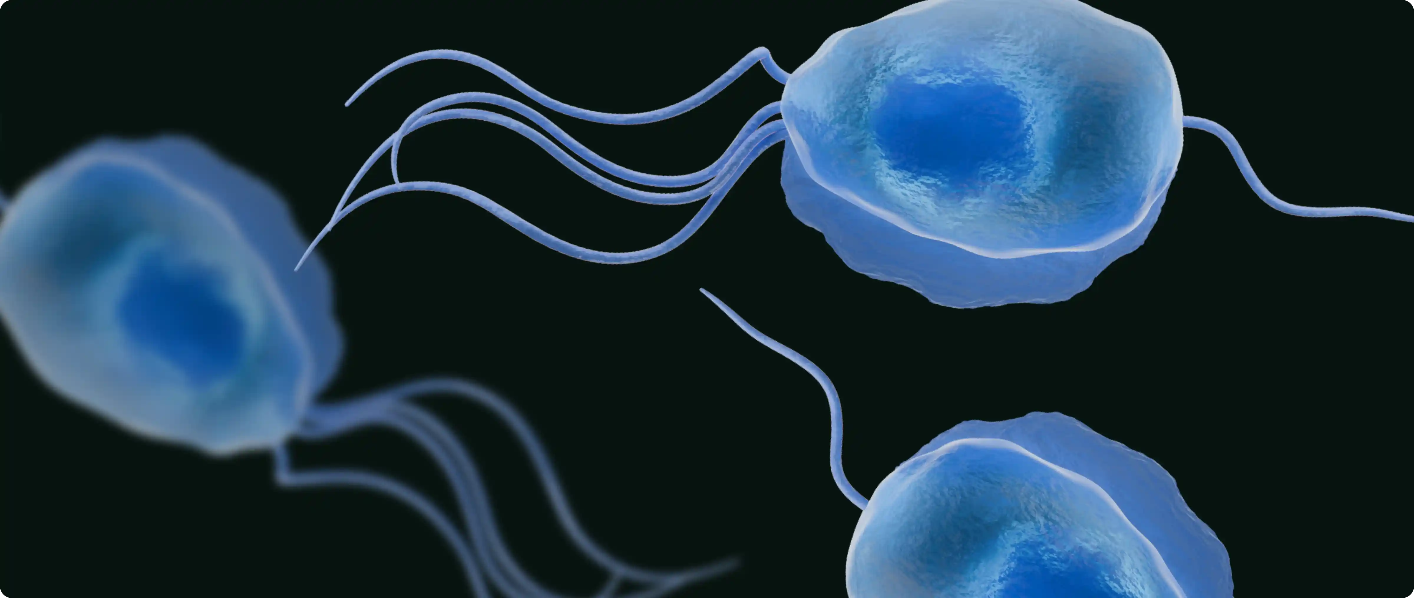 Trichomonas vaginalis под микроскопом